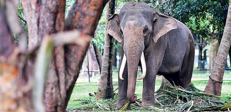 Sri Lanka to shift farmers from elephant corridors – Bio Diversity Sri